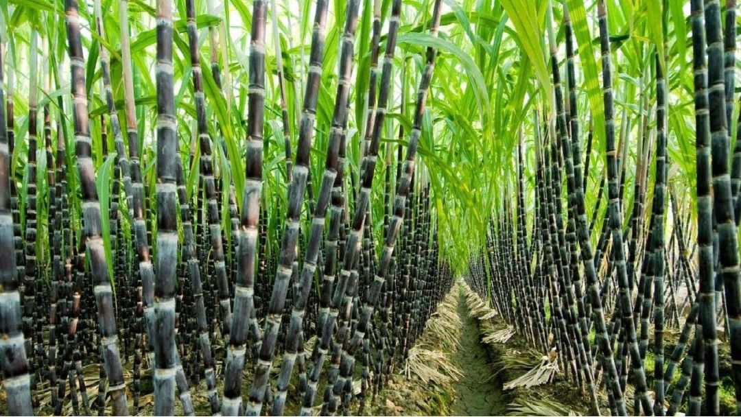 Featured image: Niger State, FG Team Up to Boost Sugar Self-Sufficiency
