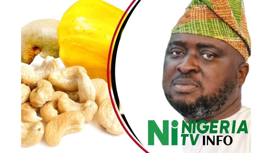 Featured image: Cashew Vital to Nigeria’s Non-Oil Export Economy, Says Presidency