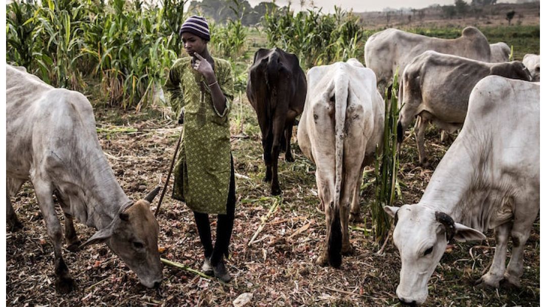 Farmers–Herders Clash in Bauchi Leaves One Dead, Five Arrested