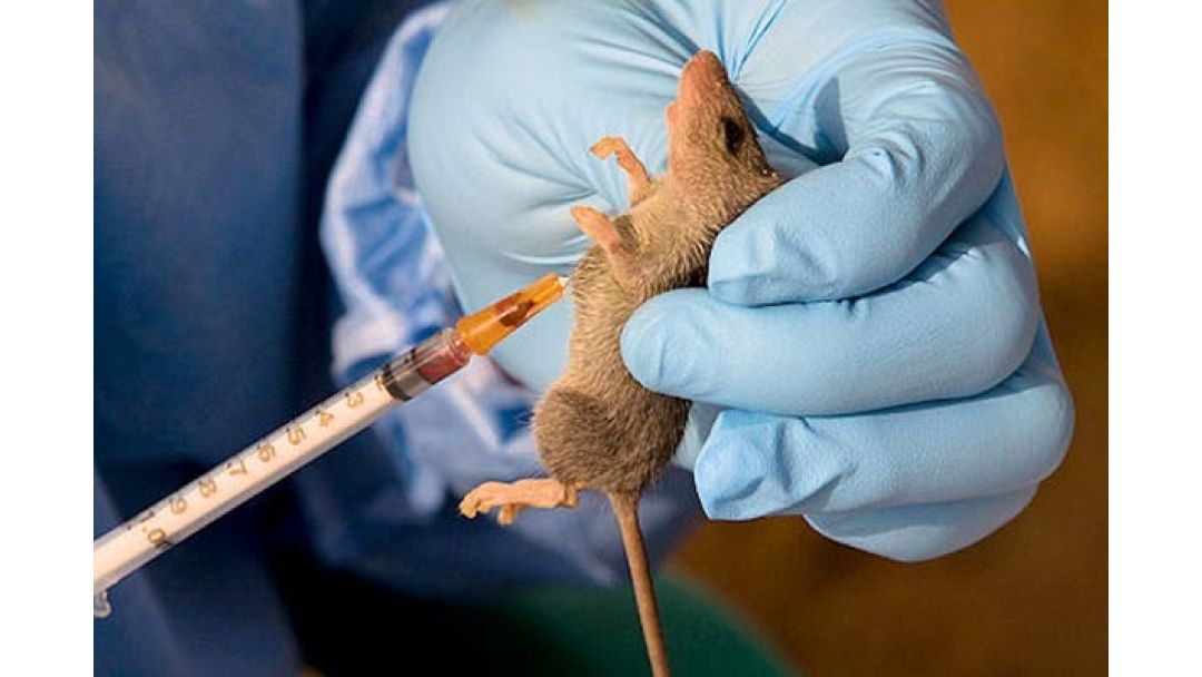 Featured image: Oyo Confirms Lassa Fever Case, Activates Emergency Response Measures
