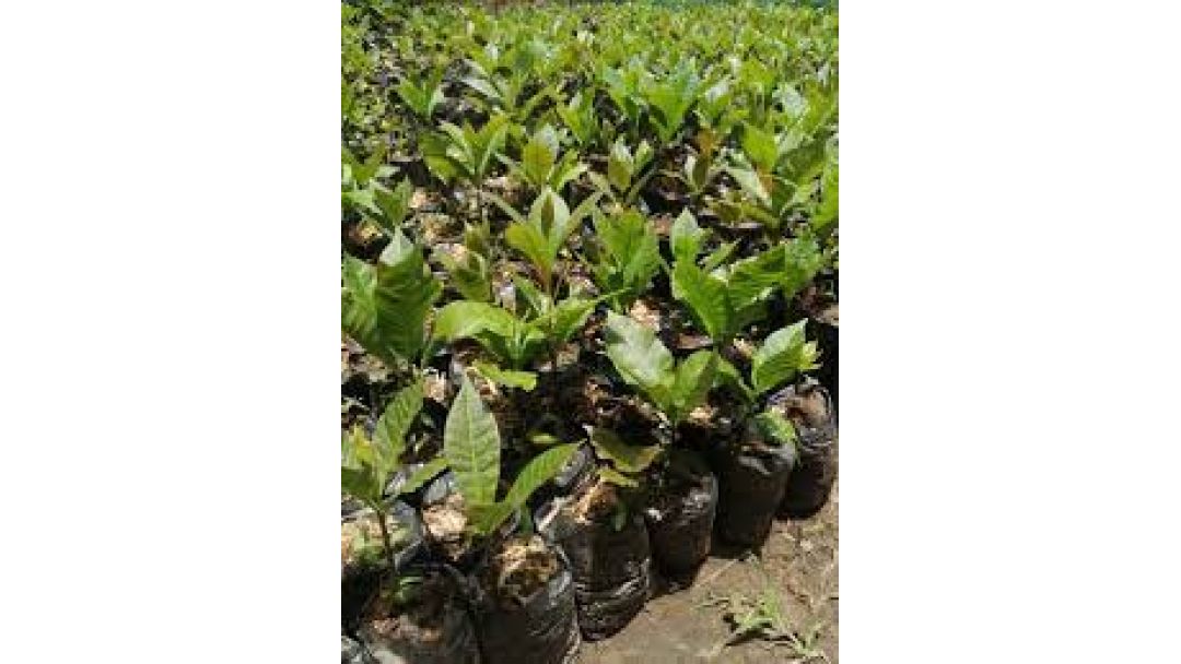 Featured image: NCAN Produces Over 120,000 Cashew Seedlings to Boost Nigeria’s Export Capacity"