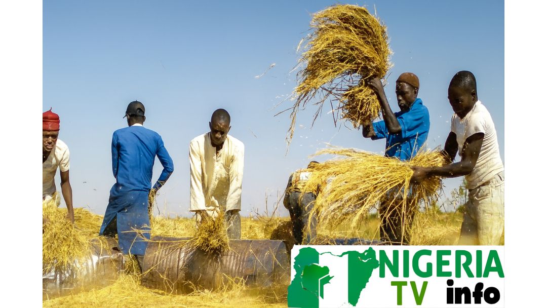 Featured image: Rice Farmers Attribute Price Hike to Cartels, Middlemen