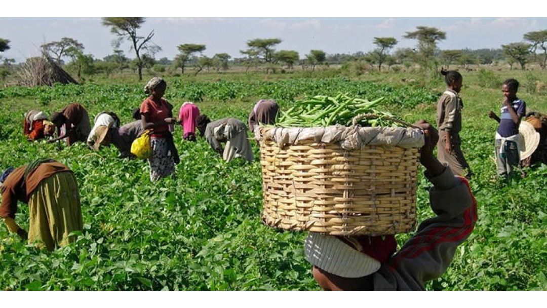 Featured image: FCT farmers decry hike in fertiliser prices