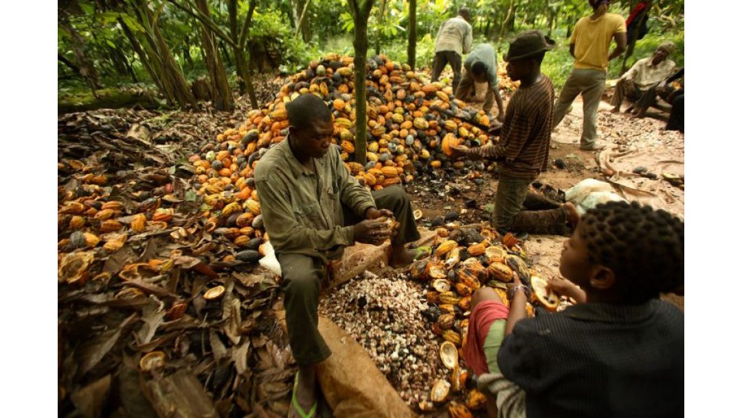 Featured image: Nigeria Records N1.23tr from Cocoa Exports in Q1